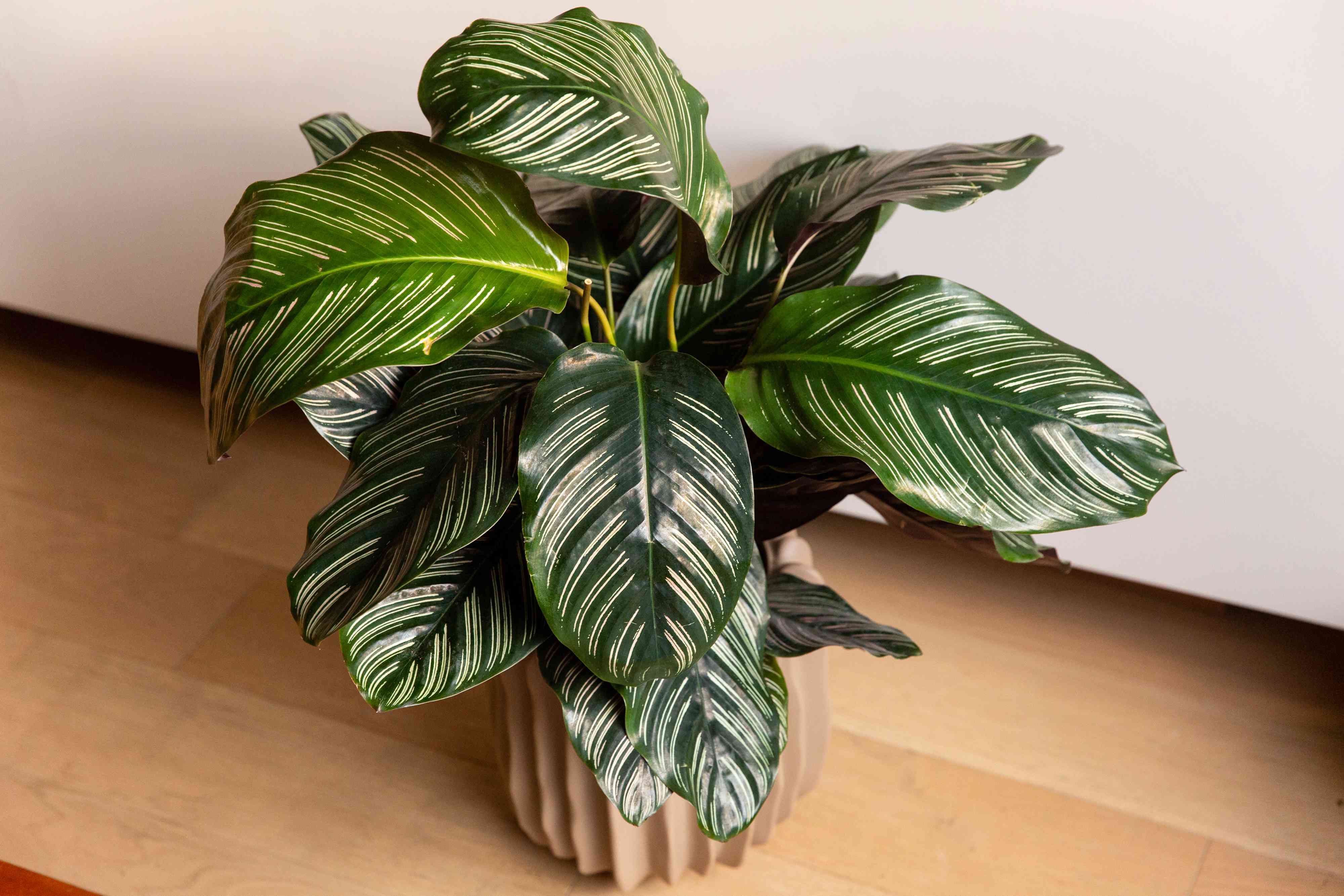 Calathea