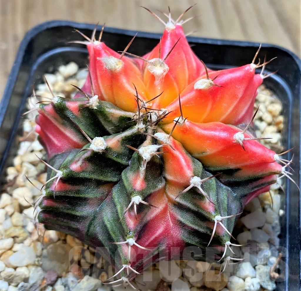 Gymnocalycium