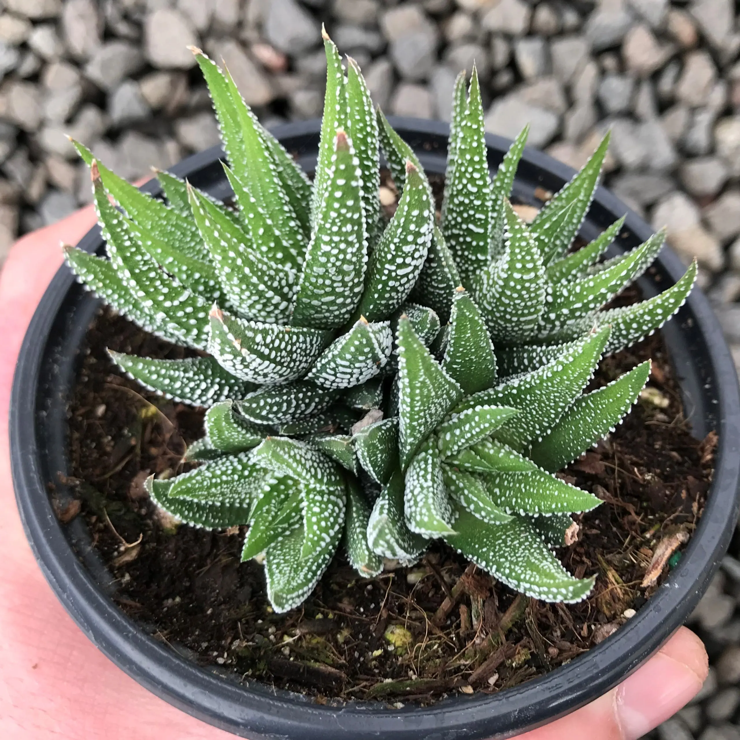 Haworthia