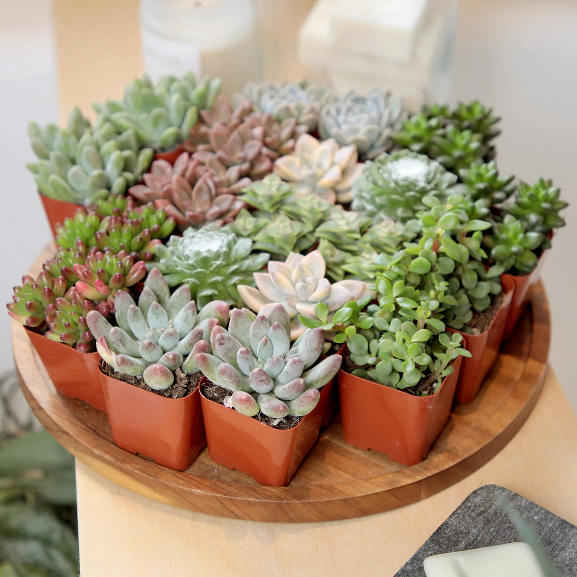 Suculentas y plantas