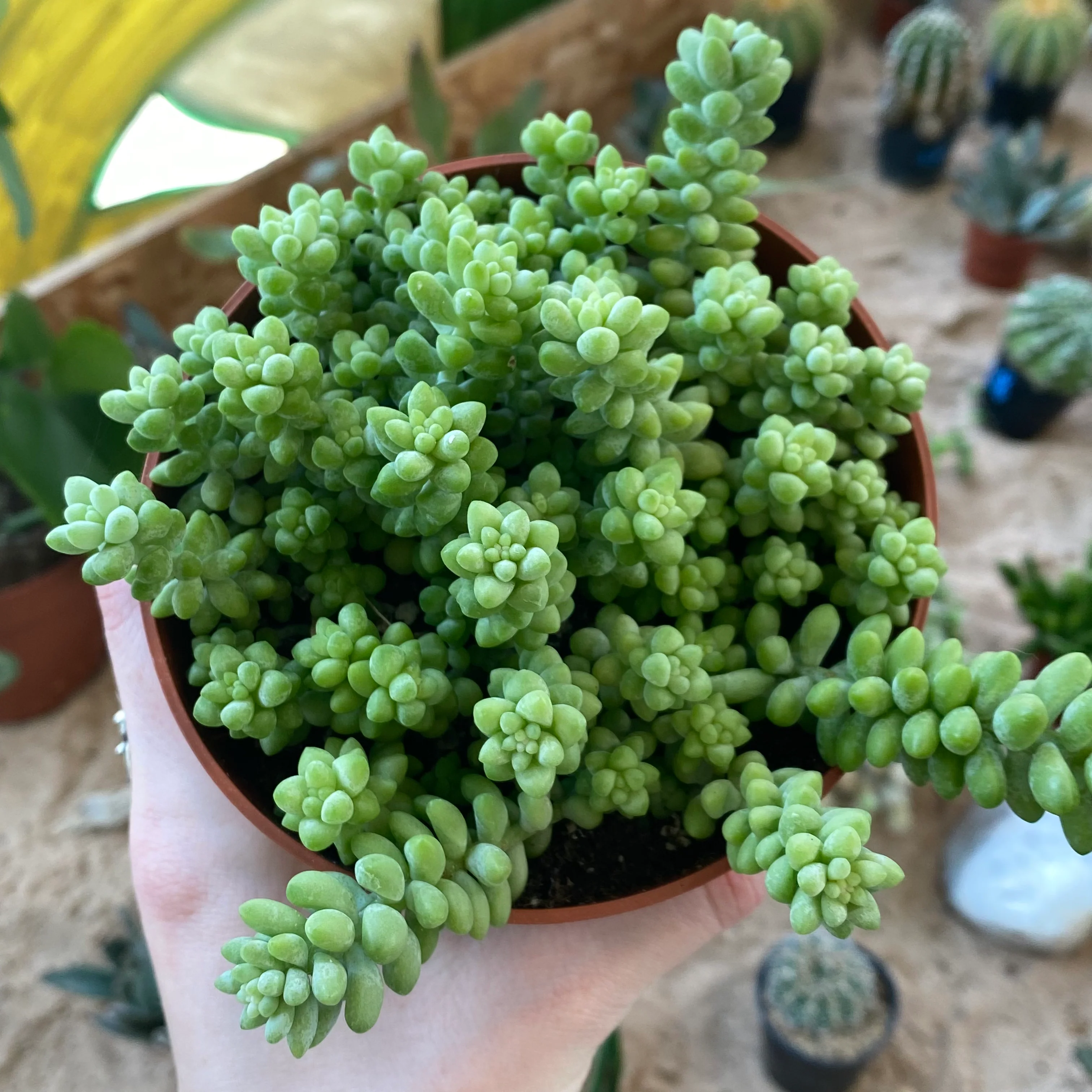Sedum