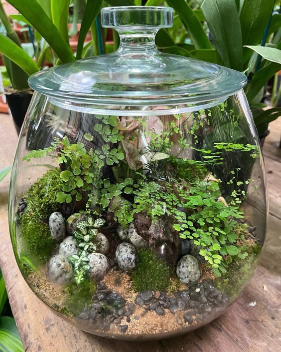 Terrario Cerrado Tropical
