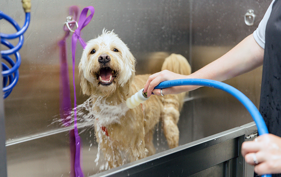 Grooming